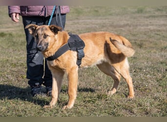 Anton SI - fröhlich, menschenbezogen