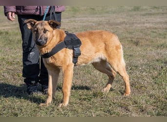 Anton SI - fröhlich, menschenbezogen