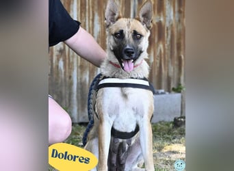Dolores SI, aktiv und verspielt