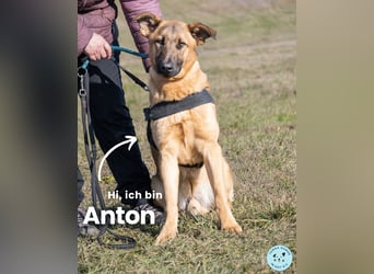Anton SI, ist noch sehr unsicher