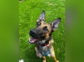 TIRANA, schlauer Mali-Mix, Pflegestelle Duisburg, 1 Jahr, 54 cm, Mischling, Tierschutz Rumänien