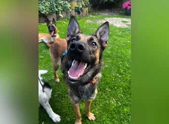 TIRANA, schlauer Mali-Mix, Pflegestelle Duisburg, 1 Jahr, 54 cm, Mischling, Tierschutz Rumänien