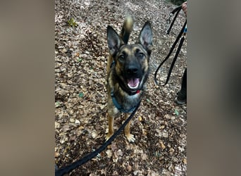 TIRANA, schlauer Mali-Mix, Pflegestelle Duisburg, 1 Jahr, 54 cm, Mischling, Tierschutz Rumänien