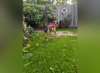 TIRANA, schlauer Mali-Mix, Pflegestelle Duisburg, 1 Jahr, 54 cm, Mischling, Tierschutz Rumänien