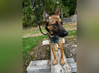 TIRANA, schlauer Mali-Mix, Pflegestelle Duisburg, 1 Jahr, 54 cm, Mischling, Tierschutz Rumänien