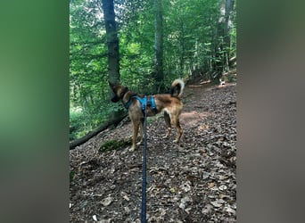 TIRANA, schlauer Mali-Mix, Pflegestelle Duisburg, 1 Jahr, 54 cm, Mischling, Tierschutz Rumänien