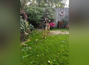 TIRANA, schlauer Mali-Mix, Pflegestelle Duisburg, 1 Jahr, 54 cm, Mischling, Tierschutz Rumänien