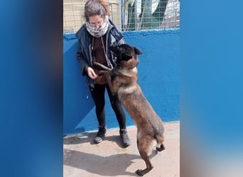 Muffy, feiner Malinois Rüde mit besten Manieren sucht aktives zuhause