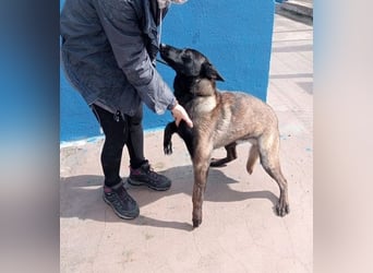 Muffy, feiner Malinois Rüde mit besten Manieren sucht aktives zuhause