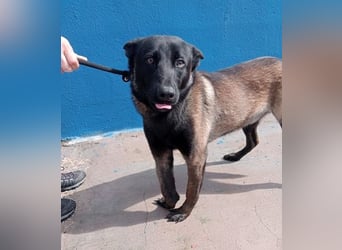 Muffy, feiner Malinois Rüde mit besten Manieren sucht aktives zuhause