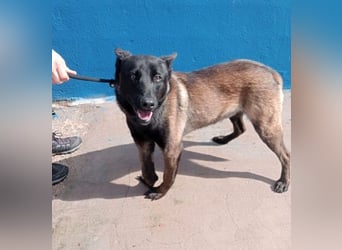 Muffy, feiner Malinois Rüde mit besten Manieren sucht aktives zuhause