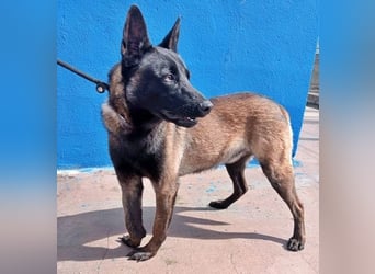 Muffy, feiner Malinois Rüde mit besten Manieren sucht aktives zuhause