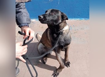 Muffy, feiner Malinois Rüde mit besten Manieren sucht aktives zuhause