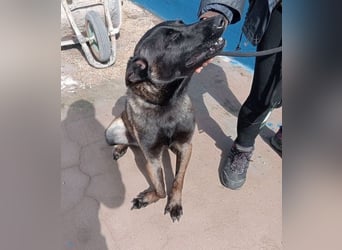 Muffy, feiner Malinois Rüde mit besten Manieren sucht aktives zuhause