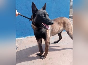 Muffy, feiner Malinois Rüde mit besten Manieren sucht aktives zuhause