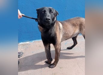 Muffy, feiner Malinois Rüde mit besten Manieren sucht aktives zuhause