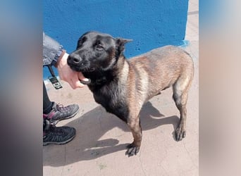 Muffy, feiner Malinois Rüde mit besten Manieren sucht aktives zuhause