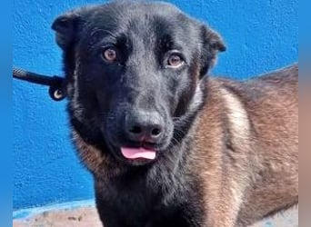 Muffy, feiner Malinois Rüde mit besten Manieren sucht aktives zuhause