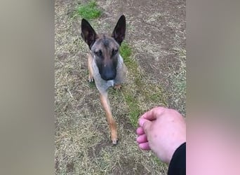 Herzenshund Max sucht sein Zuhause