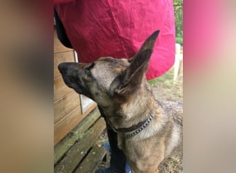 Herzenshund Max sucht sein Zuhause