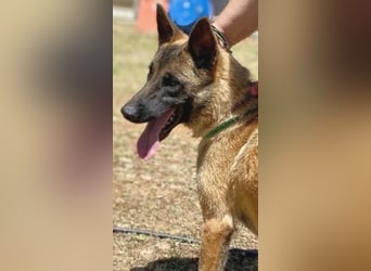 Zorro - menschenbezogener Rüde sucht sein Zuhause