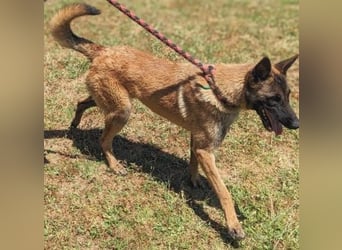 Zorro - menschenbezogener Rüde sucht sein Zuhause