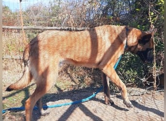 Zorro - menschenbezogener Rüde sucht sein Zuhause