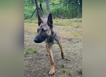 Herzenshund Max sucht sein Zuhause