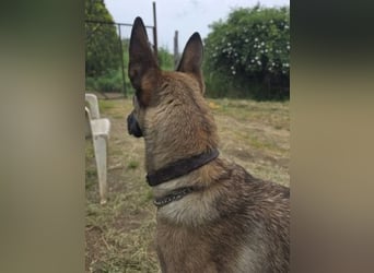 Herzenshund Max sucht sein Zuhause