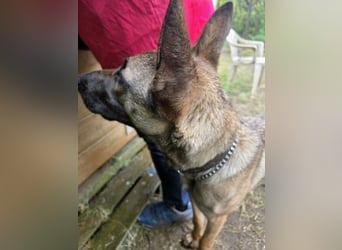 Herzenshund Max sucht sein Zuhause