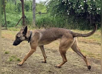 Herzenshund Max sucht sein Zuhause