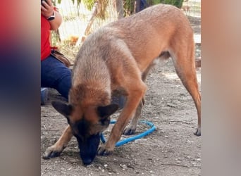 Zorro - menschenbezogener Rüde sucht sein Zuhause