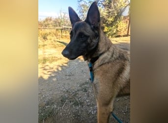 Zorro - menschenbezogener Rüde sucht sein Zuhause