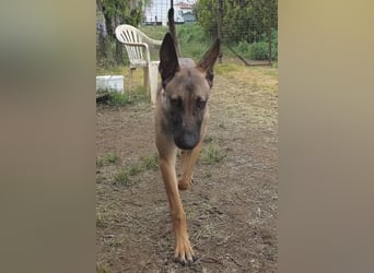 Herzenshund Max sucht sein Zuhause