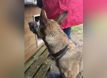 Herzenshund Max sucht sein Zuhause