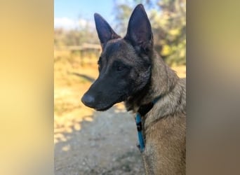 Zorro - menschenbezogener Rüde sucht sein Zuhause