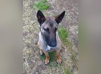 Herzenshund Max sucht sein Zuhause