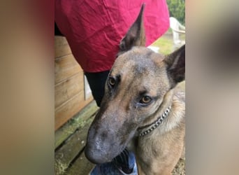 Herzenshund Max sucht sein Zuhause