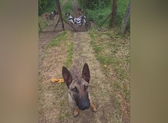 Herzenshund Max sucht sein Zuhause