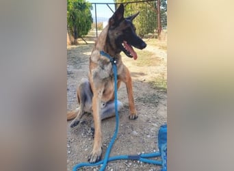 Zorro - menschenbezogener Rüde sucht sein Zuhause