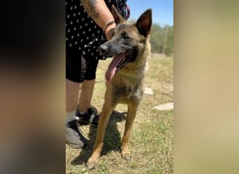 Zorro - Menschenfreund sucht sein Zuhause