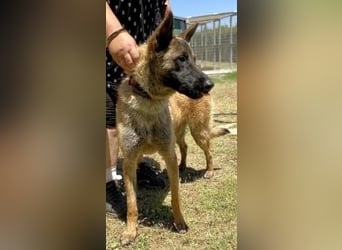 Zorro - Menschenfreund sucht sein Zuhause