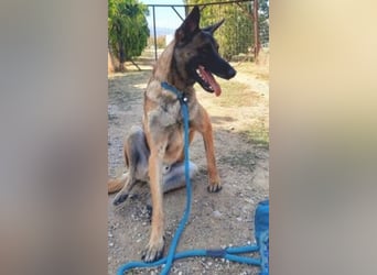 Zorro - menschenbezogener Rüde sucht sein Zuhause