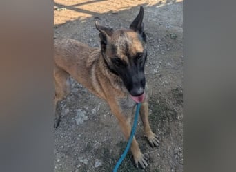 Zorro - menschenbezogener Rüde sucht sein Zuhause