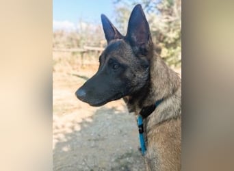 Zorro - menschenbezogener Rüde sucht sein Zuhause