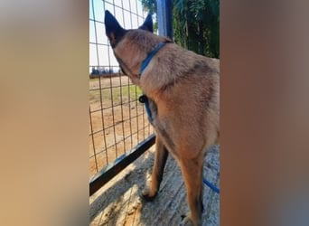 Zorro - menschenbezogener Rüde sucht sein Zuhause
