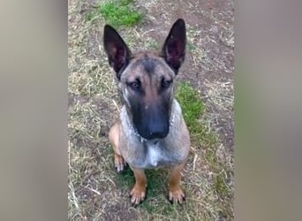 Herzenshund Max sucht sein Zuhause