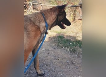 Zorro - menschenbezogener Rüde sucht sein Zuhause