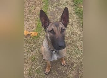 Herzenshund Max sucht sein Zuhause