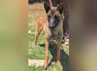 Zorro - Menschenfreund sucht sein Zuhause